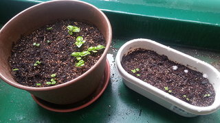 20130613_102931.jpg