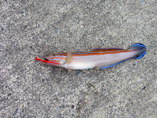 DSC00048.jpg