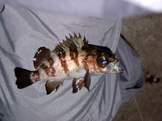 DSC05526.jpg