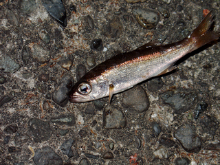 DSC07169_1.jpg