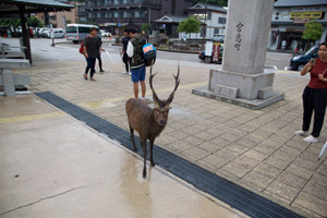 DSC_0232.jpg