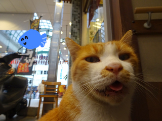 neko.jpg