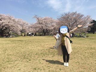 sakura.jpg