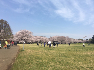 sakura2.jpg